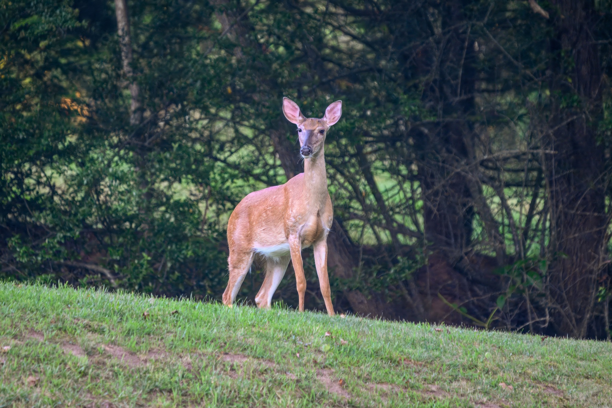 Deer