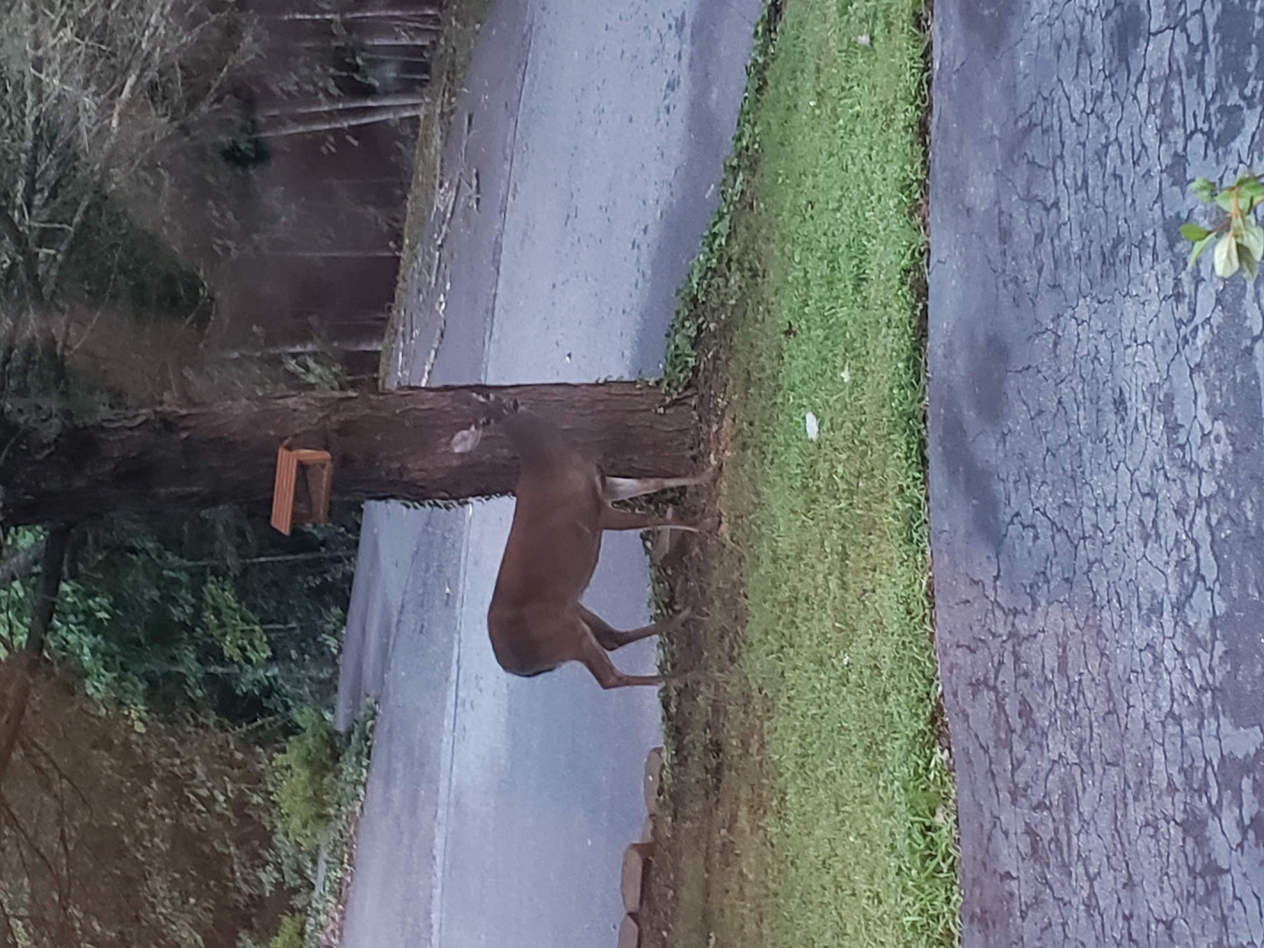 Deer