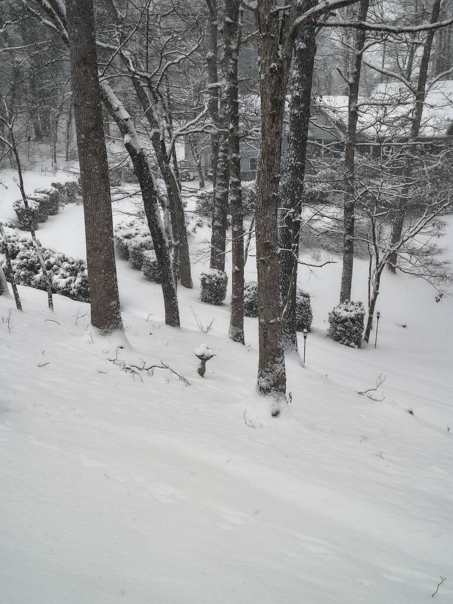 Snow Scene