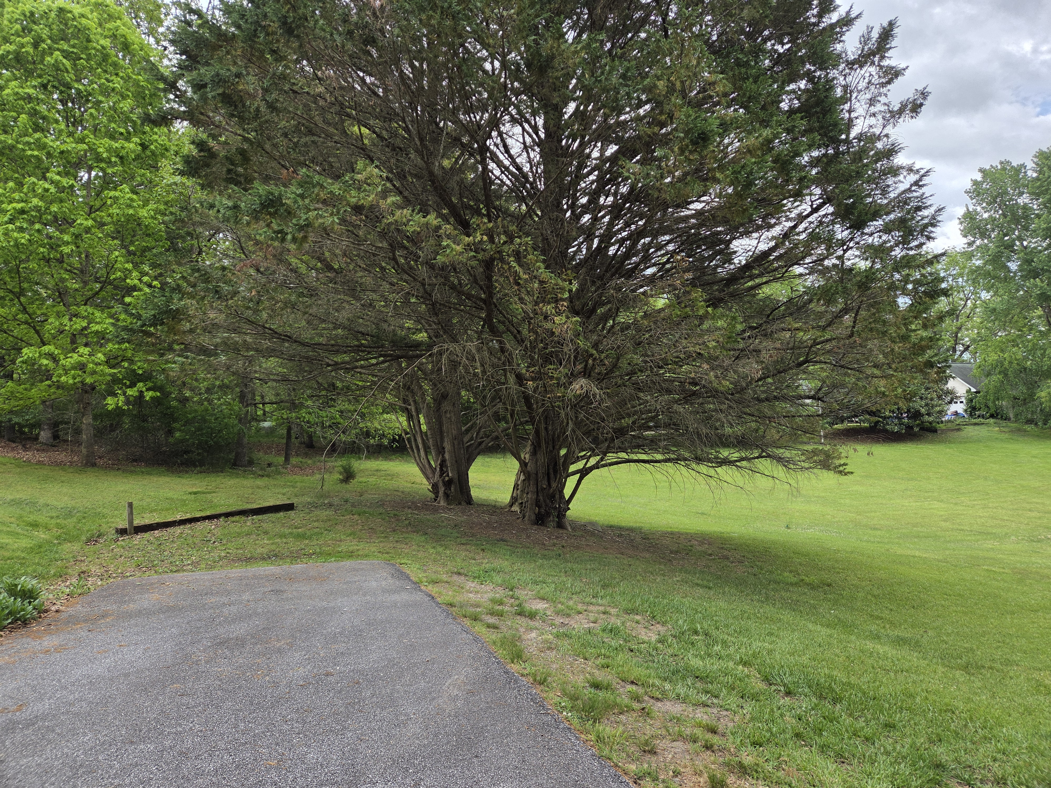 Large Tree